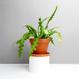 Best Plant Shop Berlin - The Botanical Room