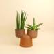 Cactopot 2