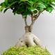 Kokedama Ficus ginseng