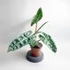 Best Plant Shop Berlin - The Botanical Room