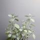 Kalanchoe bracteata