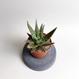 Aloe cv. Jeff Karsner