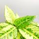 Zimmerpflanzen, houseplants Berlin, Aglaonema kaufen - The Botanical Room
