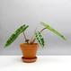 Philodendron billietiae