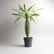 Pachypodium lamerei - L