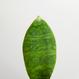 Sansevieria masoniana - Mini