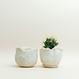 Eggshell Re-Planter #1