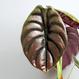 Alocasia cuprea "Red Secret" 