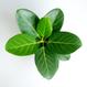 Ficus benghalensis