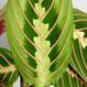 Maranta leuconeura „Fascinator“