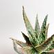 Aloe cv. Jeff Karsner