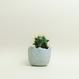 Eggshell Re-Planter #2