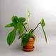 Best Plant Shop Berlin - The Botanical Room