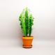 Best plant shop Berlin - The Botanical Room
