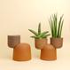 Cactopot 1