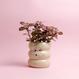 Belly Planter - creme