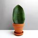 Sansevieria masoniana 