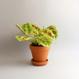 Maranta leuconeura "Fantasy - Light Veins"
