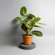Maranta leuconeura „Fascinator“