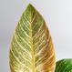 Philodendron Pink Bikini kaufen - The Botanical Room