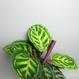 Calathea roseopicta