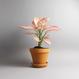 Aglaonema commutatum - "Pink Valentine"