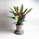 Best Plant Shop Berlin - The Botanical Room