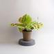 Maranta leuconeura "Fantasy - Light Veins"