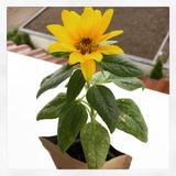 Junger Spross Viel Glück (Sonnenblume) 