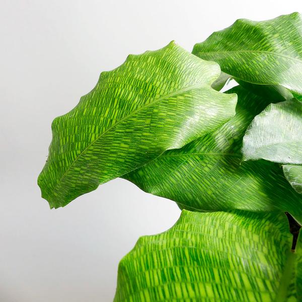 Pflanze, Calathea musaica Network online kaufen - The Botanical Room