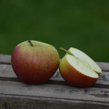 Fiesta 2.2KG von Obstland Ehlers