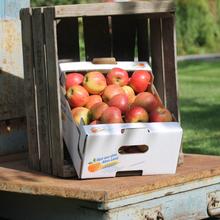 Frischemix Altländer Äpfel 4KG von Obstland Ehlers