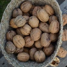 Bio Walnüsse Grenoble 10Kg von Obstland Ehlers