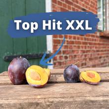  Top-Hit XXL Zwetschgen 1KG von Obstland Ehlers