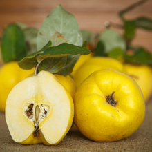 Quitten 10Kg von Obstland Ehlers