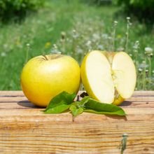 Apfelsorte Pia 2.2KG von Obstland Ehlers