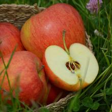 Pinova 4KG Winterapfel von Obstland Ehlers