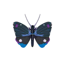 Studio Roof Blue Diadem Butterfly von Studio Roof