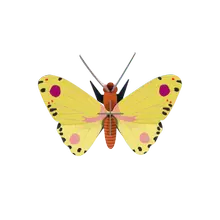 Studio Roof Luzerne Butterfly von Studio Roof