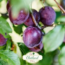 Altländer Pflaumen 1KG von Obstland Ehlers