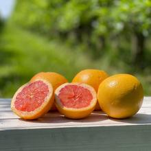 Grapefruit Ruby Red 50St von Obstland Ehlers