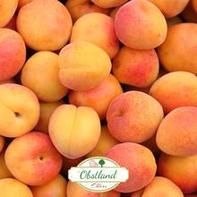 Altländer Aprikosen 2KG von Obstland Ehlers