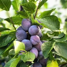 Zwetschgen 1KG von Obstland Ehlers