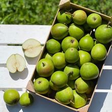 Clara Frijs Birne 2.2KG von Obstland Ehlers