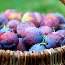 Top-Hit XXL Zwetschgen 5KG von Obstland Ehlers