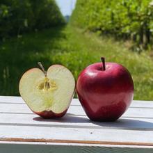 Bio Red Delicious Apfel 8KG von Obstland Ehlers