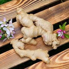 Bio Ingwer 500g von Obstland Ehlers