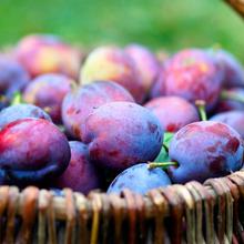 Hauszwetschge 2KG von Obstland Ehlers