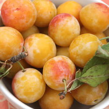 Nancy Mirabellen  1KG von Obstland Ehlers