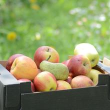 Bio Obstretter-Box 10KG von Obstland Ehlers